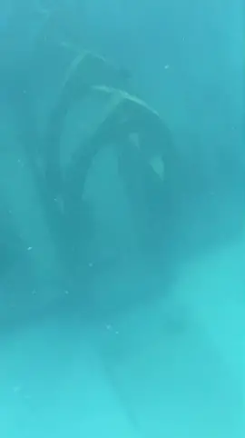 How big is this guy??? Insane stuff diving the Underwater museum of art! #fyp #spearfishing #fishing