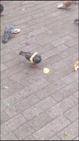 Absolute gold this afternoon from you Mr Pigeon #thegiftthatkeepsongiving #comedy #timing #birds #pigeon #bread #perfectmoment