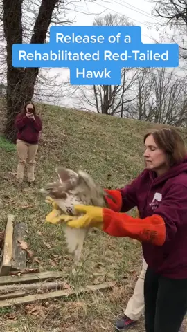 After months of recovery from an injury, this Hawk was released back to the wild.  #hawks #wildlife #save