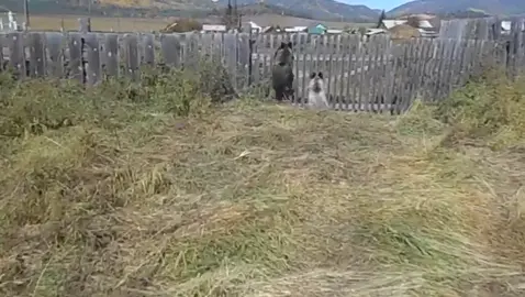 #медведь #опсность #тайга #медведьвдеревне #миша #лес