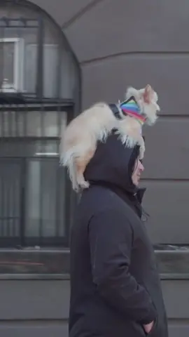 When people ask, “Why do you live in NYC?” #howtowithjohnwilson #hbo #fyp