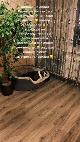 Вельвет один дома 👌 закрываем в зале , а котам в распоряжение оставшееся часть квартиры 🤪#стафордширскийтерьер #кот #животныеприколы