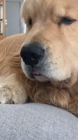 I has probmlems staying awake. 🤓😝 *Wait fur the close up* #mlem #derp #blep #goldenretriever #sleepydog