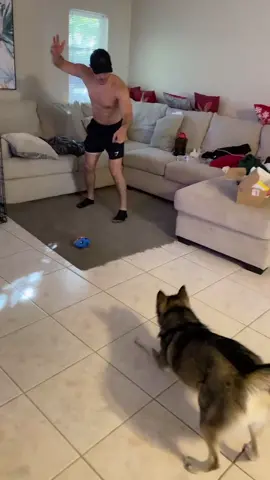 @espn we’ve discovered the newest update to football: dogs #HappyHolidays #puppy #husky #fypシ