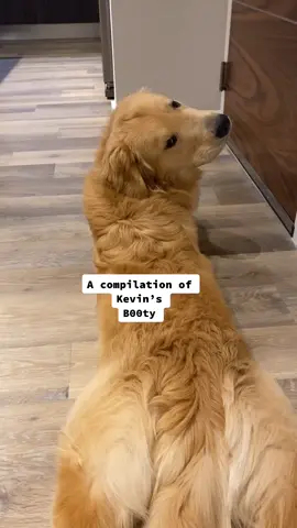 Rated Pg-13 #goldenretriever #foryou #fyp #tiktokpets