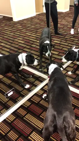 🎶 ‘I’m starting with the dog in the mirror’ 🎶 (via Daniel J) #dog #mirror #confused #pet #animals