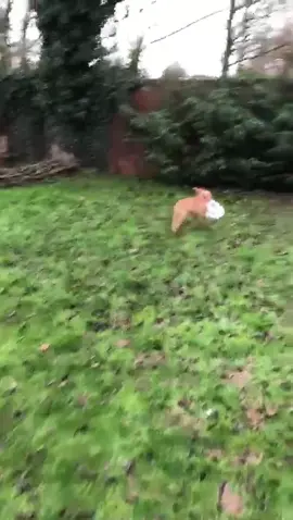 He helped light the fire🤦🏽‍♀️ #puppy #foryoupage