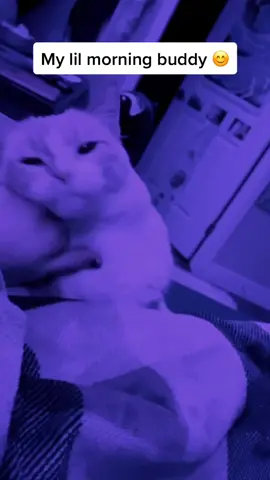 He’s a great friend #cat #cats #chonk #fyp #fypシ #ijustwannabeappreciated