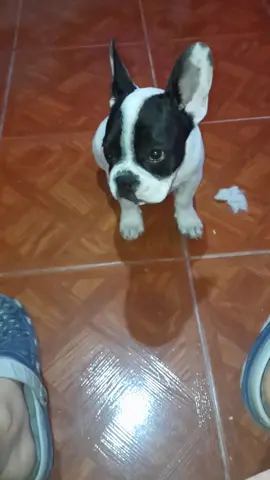 ignoren mi voz estúpida  #maxon #poroto #bulldog #chanchitosbebes