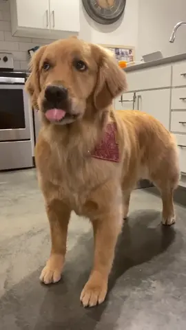 Pup Cups FTW 🙌 #goldenretrieverlife #dog #chickfila