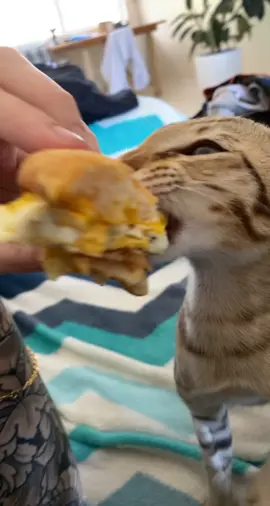 Curtis was hungry #cat #catsoftiktok #orientalshorthair #fyp