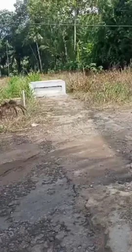 jadi ini penampakan laba laba raksasa di desaku ini bukan hoaks ya ini nyata😱😯😬 #fyp #fypsounds
