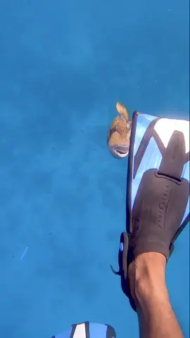 This ever happen to you? 🤣 #triggered #triggerfish #titan #ocean #nature #underwater #maldives #fyp #fypシ
