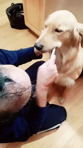 Rocky is such a good boy ❤#goldenretriever #brushingteeth