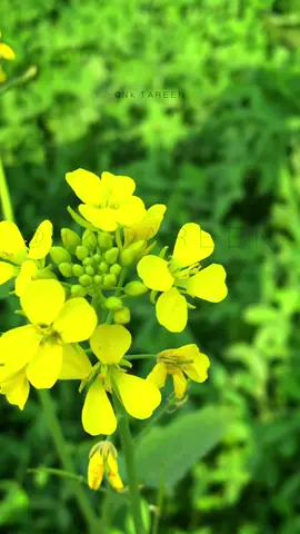 #foryoupage #viral #public #poetry #urdu_poetry #illu illu سب سے بیزار ہو گیا@ ہوں میں@avengewrites