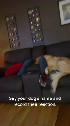 #fyp  #goldenretrieverlife #Addy