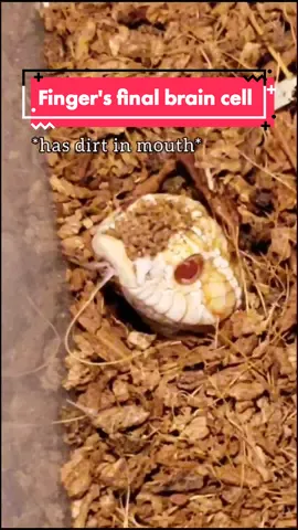 I'm not even sure he has a full brain cell tbh 😅🤣 #hognose #westernhognose #hognosesnake #snake #reptile #wildanimals
