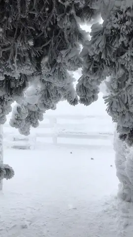 Russian winter ❄️ #russianwinter #snow #snowwhite #christmas #christmas2020 #russia #pyatigorsk #pyatigorsk_online #mashukmountain#snowflake #winter