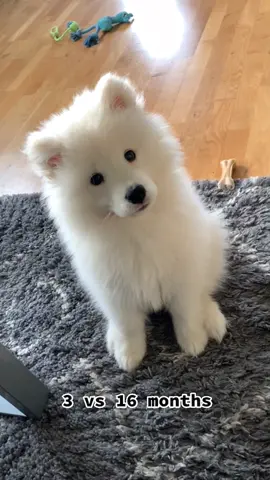 #samoyed #samoyedpuppy