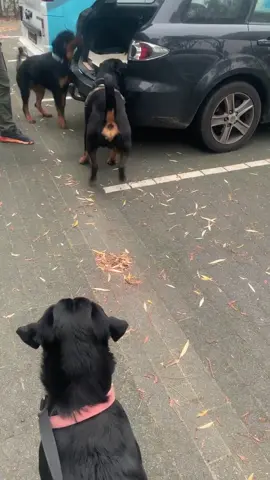 they love to drive  🚘 🐶🐶🐶 #trip #cardrive #happydog #goodtime #gangrottie #rottweilers #dogsoftiktok #dlaciebie #wycieczka #misie #fy #fyp