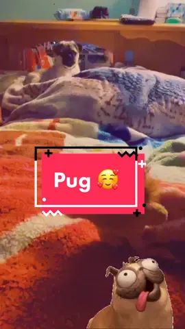 More #pug content 😊 if you could name her, what would that name be? #fun #fyp #puppy #pugpuppy #playful #SelfImprovement #workit