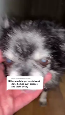 Reply to @meezgurl 🤩still handsome #fyp #foryou #viral #pudgy