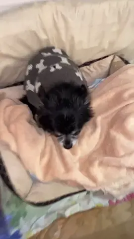 THANK YOU ALL FOR 10K WE OUT HERE 🚀😤🐱🥊🍑💨 #viral #fyp #foryou #foryoupage