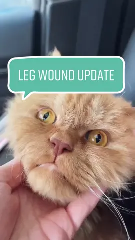 Cappy's leg wound update: he is healing so well 🙌🏻✨ #PetsOfTikTok #catsoftiktook #specialneedscat #cappybears
