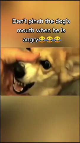 #pets #pufffor #dog #dogs #fyp #funny #puppy