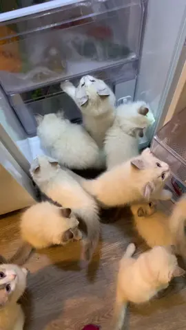 The kittens move so fast lol