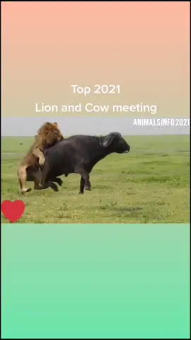 Lion and Cow meeting Top 2021