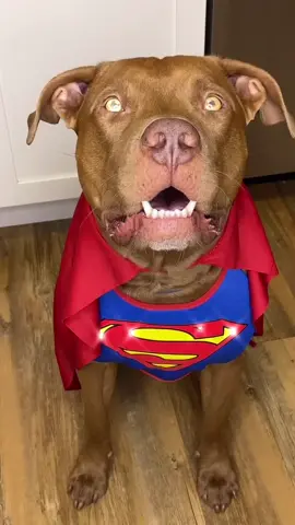 My Superman 😍 #superman #hero #dogsoftiktok #fyp #foryou #viral