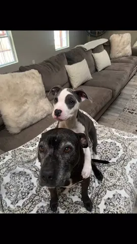 Lmfaooo sike #fyp #fypsounds #dog #dogs #UpTheBeat #funny #pitbull