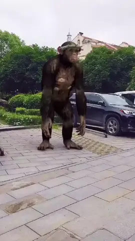 Chimpanzee dancing Gangnam Style.#chimpanzee #thewildschallenge #wildanimals #funny #fyp #OOTD #foryou