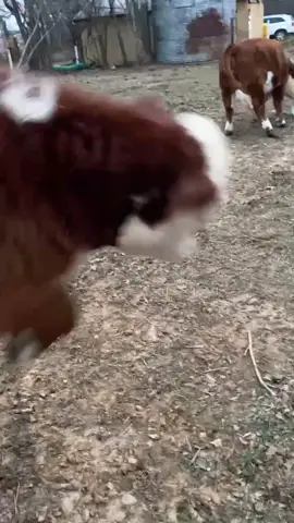 Cows had fun playing with a bucket! #fyp #foryou #foryoupage #cows #herefords #farm #farmlife #animals #funny #heifer #boggsfunnyfarm #tiktok
