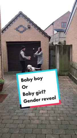 Our proper #genderreveal video. Was a genuine shock! Sorry boys 🤣 #boxerdogs #whiteboxer #baby #newborn #pinkorblue #boyorgirl #💖💙#doggo #confetti