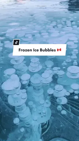 Awesome Ice Bubbles 🇨🇦 IG: digiashley 🇨🇦 #abrahamlake #naturetiktok #wintervibess #canadatravel #fyp #foryou