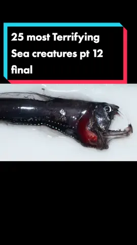 Creator Facts verse on YT #fyp #foryoupage #foryou #xyzbca #viral #ocean #deepocean #themoreyouknow #scary #seaanimals #facts #UpTheBeat #intresting