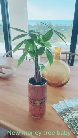 #moneytree #ching #fyp