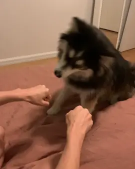 Try this with your dog and see their reaction!   #dogtreatchallenge #fyp #dog #funny #funnyvideos #GoodMorning #funnyvideo #challenge #challenges