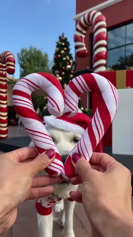 Please rate my Christmas boops🥺🎄 ❤️@realadamrose #ratethis #whoa #boop #foryourpage #dogtrick