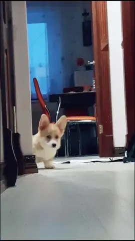 #mason #corgi #welshcorgipembroke #dog#animals #корги #собака #щенок