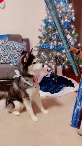 How to annoy my dog 101. #haikuthehusky#dogsoftiktok#fyp#viral#husky#tiktok#Love#dog