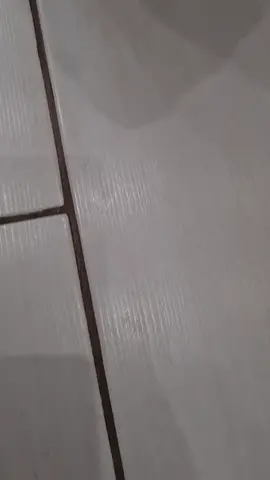 #christmas #hohoho  #siamesecat