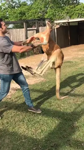 My friend Dr.Antin with kangaroo Jack. He looks smaller in some of these videos bc they are older vids. He is now to dang#Kangaroo #kangarooJack