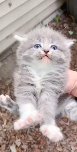 Oh, not happy? Are you scared?#kitten #cat #pets #catperson #catplayground #fyp