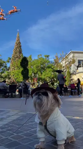 Pepe lOves to people watch! #dogsoftiktok #lovedogs