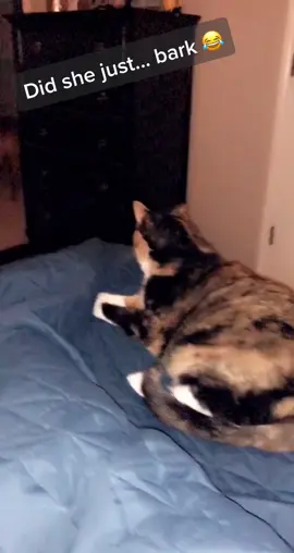 ... did I just make that sound 💀💀#catsoftiktok #cat #barking #Funny #Fyp #catchallenge