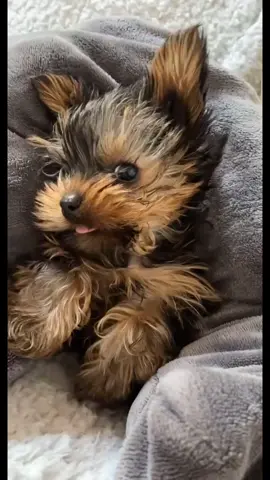 #puppylove #fyp #foryou #yorkie #yorkiepuppy #puppy #terrier