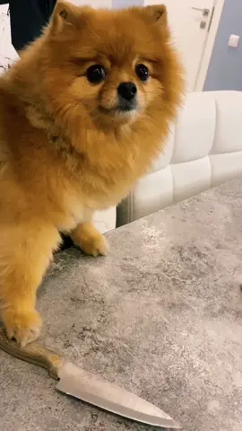 А вы бы отказали моей собачке?😂🔪#шпиц #собака#собакаубийца #топ #тренды #хочуврекомендации #рекомендации #рек